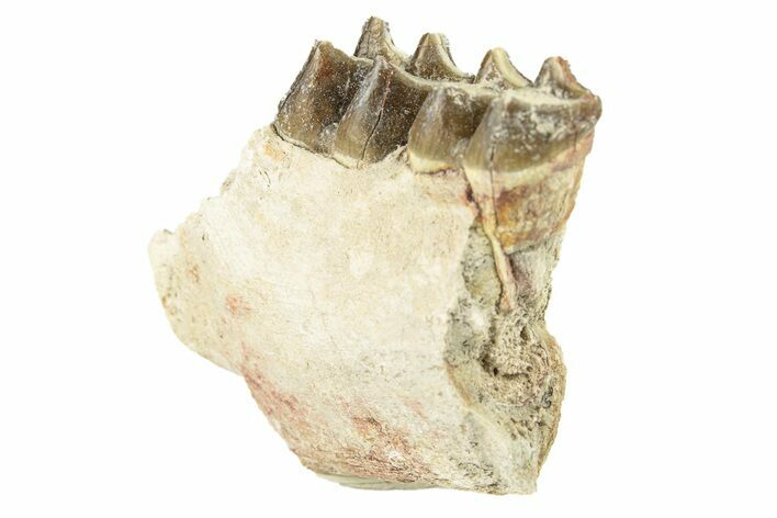 Oreodont (Merycoidodon) Jaw Section - South Dakota #260065